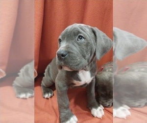 American Bully-Cane Corso Mix Puppy for sale in CHICORA, PA, USA
