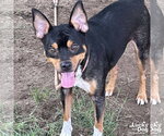 Small #1 Miniature Pinscher Mix