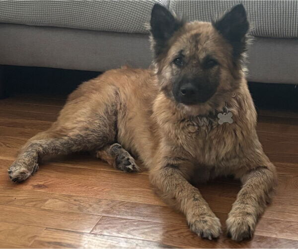Medium Photo #6 Mutt Puppy For Sale in Holly Springs, NC, USA