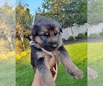 Small Photo #3 German Shepherd Dog Puppy For Sale in ORCHARDS, WA, USA