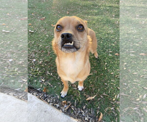 Medium Photo #13 Puggle Puppy For Sale in San Francisco, CA, USA