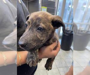 Mutt Dogs for adoption in San Antonio, TX, USA