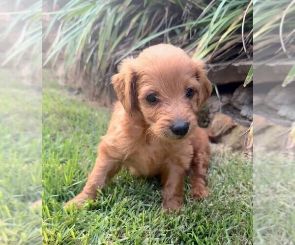 Medium Photo #2 Double Doodle Puppy For Sale in LAGRANGE, GA, USA