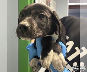 Labrador Retriever-Unknown Mix Dogs for adoption in Washington, DC, USA