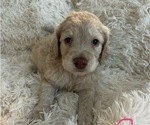 Puppy Poppy Labradoodle