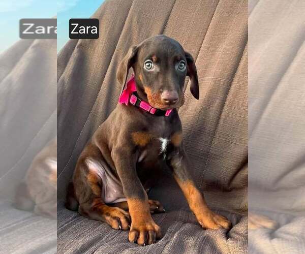 Medium Photo #2 Doberman Pinscher Puppy For Sale in POMEROY, OH, USA