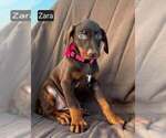 Small #1 Doberman Pinscher