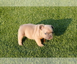 Small Photo #7 French Bulldog Puppy For Sale in CAPE CORAL, FL, USA