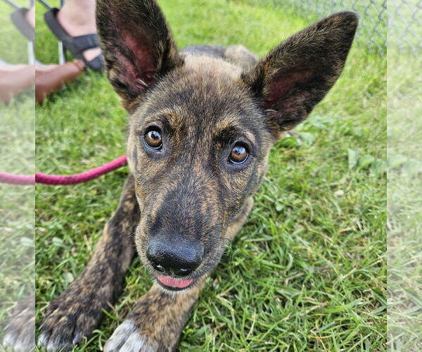 Medium Photo #14 Mutt Puppy For Sale in Fargo, ND, USA