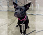 Small #1 American Pit Bull Terrier Mix