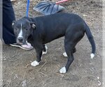 Small Photo #1 Bulloxer Puppy For Sale in Milner, GA, USA