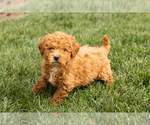 Puppy Cory Cock-A-Poo-Goldendoodle Mix