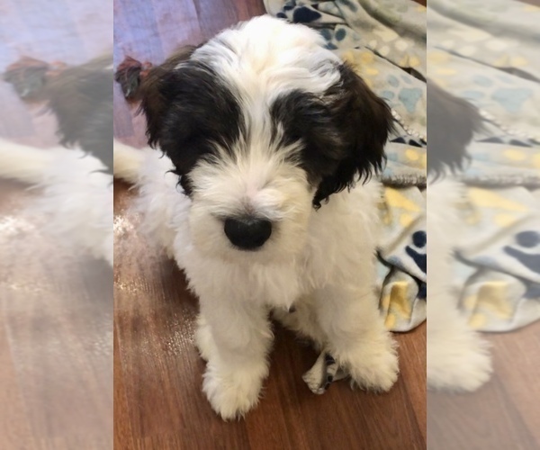 Medium Photo #2 Pyredoodle Puppy For Sale in DACULA, GA, USA