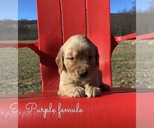 Golden Retriever Puppy for sale in PATRICK SPGS, VA, USA