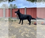 Small #51 German Shepherd Dog