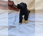 Puppy Puppy 4 Akita