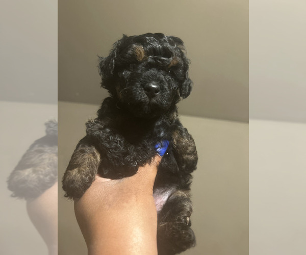 Medium Photo #4 Poodle (Toy) Puppy For Sale in MURFREESBORO, TN, USA