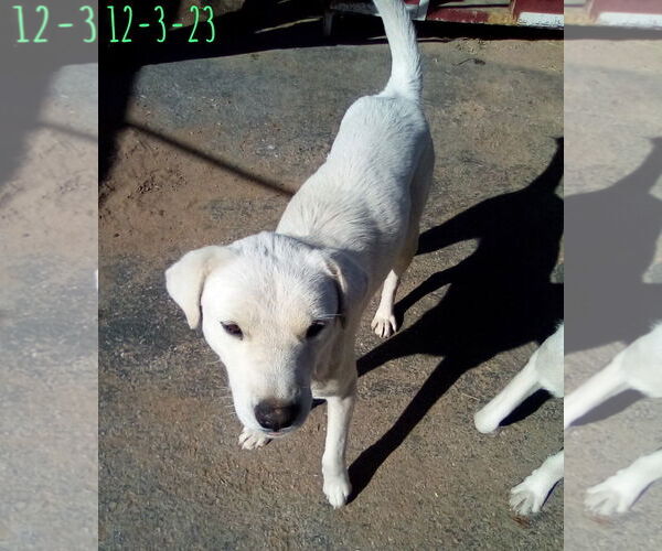 Medium Photo #5 Mutt Puppy For Sale in Apple Valley, CA, USA