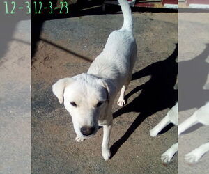 Ginny of the Hogwarts family - Female Mutt Dog for Adoption - Photo #5