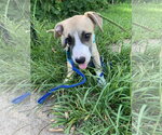 Small #3 Labrador Retriever Mix