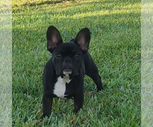 French Bulldog Puppy for Sale in CAPE CORAL, Florida USA