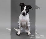 Small #3 Mutt
