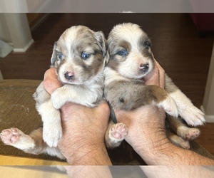 Australian Shepherd Puppy for sale in CALDWELL, TX, USA