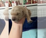 Litter of 6 - Male(s) and Female(s) Golden RetrieverLitter of Puppies for Sale - Photo #3