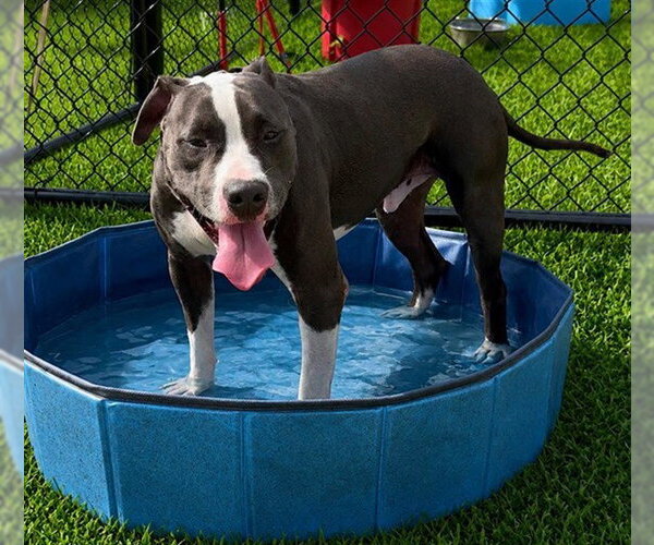 Medium Photo #2 American Pit Bull Terrier-Unknown Mix Puppy For Sale in Ocala, FL, USA