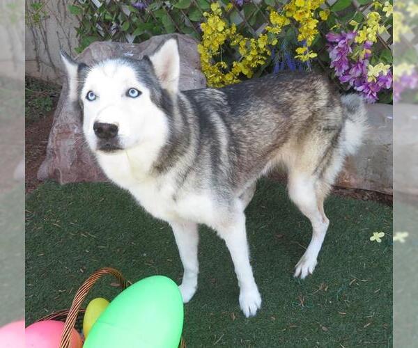 Medium Photo #1 Siberian Husky Puppy For Sale in Oklahoma City, OK, USA
