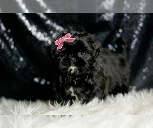 Medium Photo #3 Shih Tzu Puppy For Sale in WARSAW, IN, USA