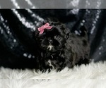 Small #2 Shih Tzu