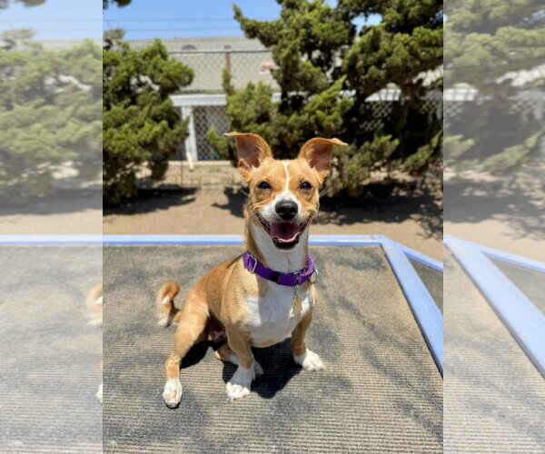 Medium Photo #1 Mutt Puppy For Sale in Seal Beach, CA, USA