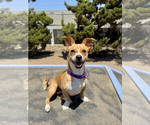 Mutt Dogs for adoption in Seal Beach, CA, USA