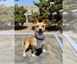 Small Mutt