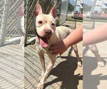 Small #1 American Pit Bull Terrier Mix