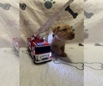 Image preview for Ad Listing. Nickname: Tank