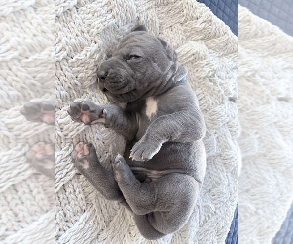 Medium Photo #8 Great Dane Puppy For Sale in OLATHE, CO, USA