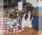Small #2 Boxer Mix