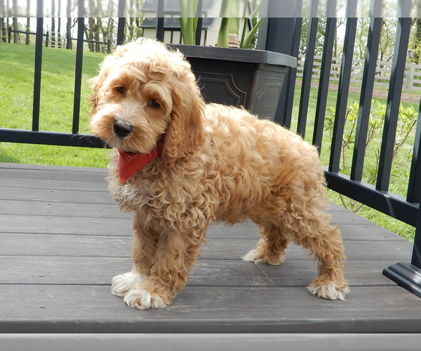 Medium Photo #6 Cockapoo Puppy For Sale in MILLERSBURG, OH, USA