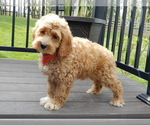 Small #5 Cockapoo