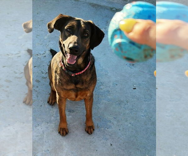 Medium Photo #6 Mutt Puppy For Sale in Lake Forest, CA, USA