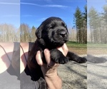 Small Photo #6 Labrador Retriever Puppy For Sale in AMBOY, WA, USA