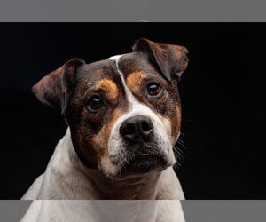 Bulldog-Jack Russell Terrier Mix Dogs for adoption in Minneapolis, MN, USA