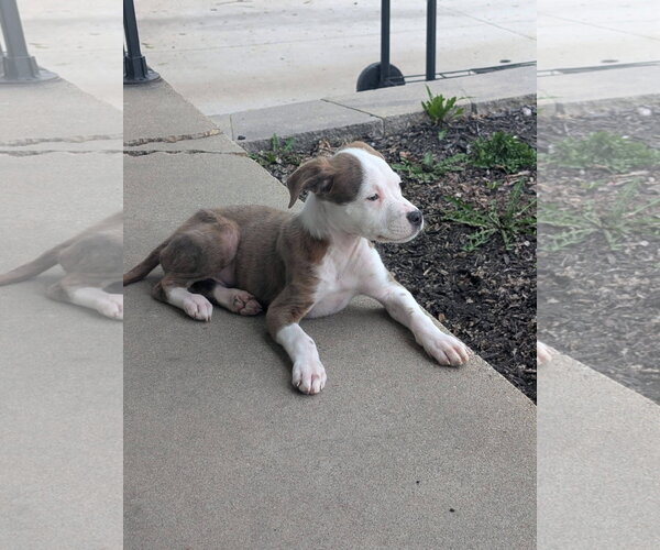 Medium Photo #4 Mutt Puppy For Sale in New London, WI, USA