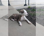 Small #3 Mutt