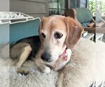 Small Photo #3 Beagle Puppy For Sale in Valrico, FL, USA
