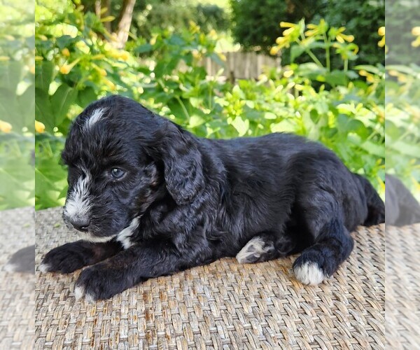 Medium Photo #10 F2 Aussiedoodle Puppy For Sale in COLUMBIA, TN, USA