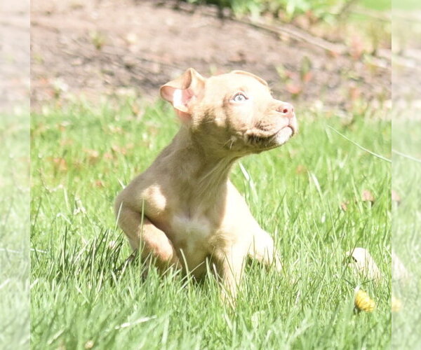 Medium Photo #9 Mutt Puppy For Sale in Mechanicsburg, PA, USA