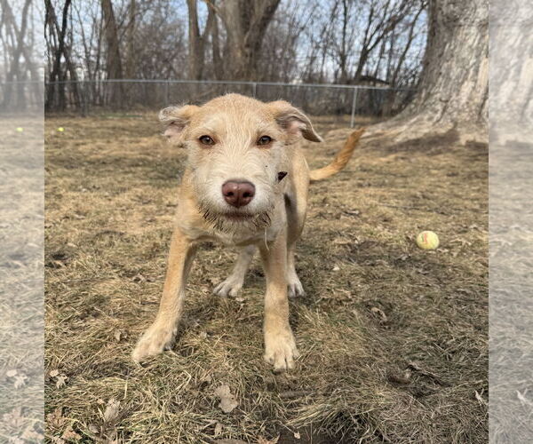 Medium Photo #15 Staffordshire Bull Terrier-Unknown Mix Puppy For Sale in Princeton, MN, USA